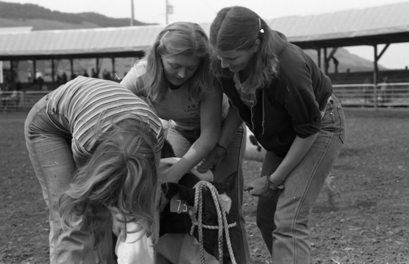 1981 Rodeo, Calf Dressing 07