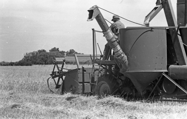 Island City, Wheat Combining 1