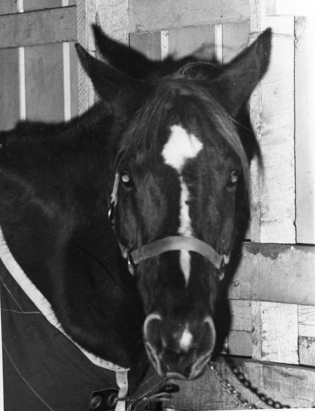 1976 Rodeo, Horse