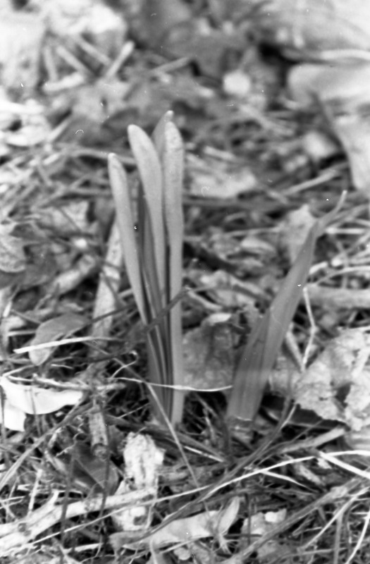 1985 Daffodils 03