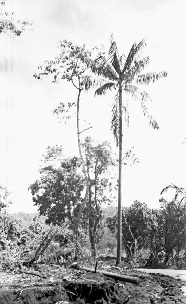 Dobodura Palm Trees 3