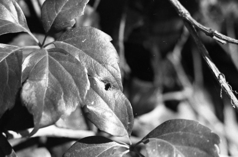 1979 Plant Leaves