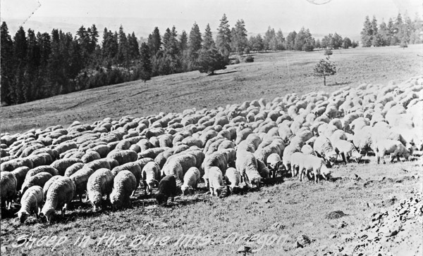 Flock of Sheep 1