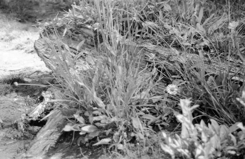 1985 Plants & Log