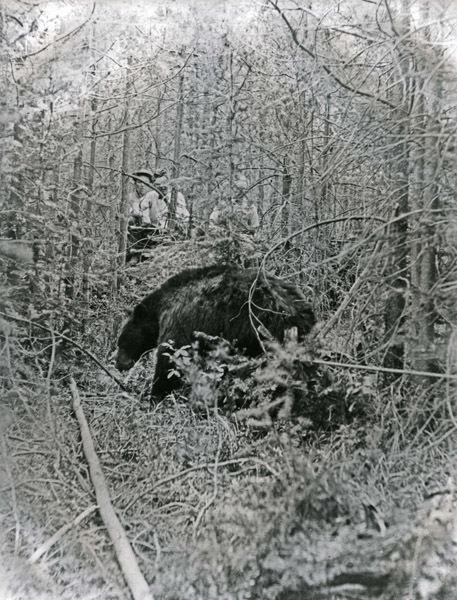 Wallowa County, Bear