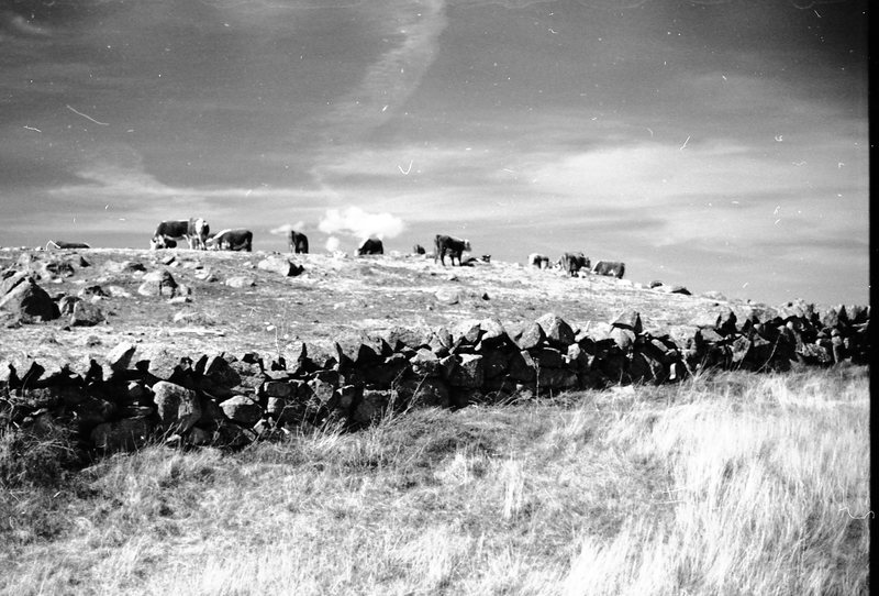 1978 Livestock, Cattle &amp; Pigs 01