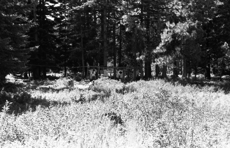 1981 Wallowa Mt. Field Station 28