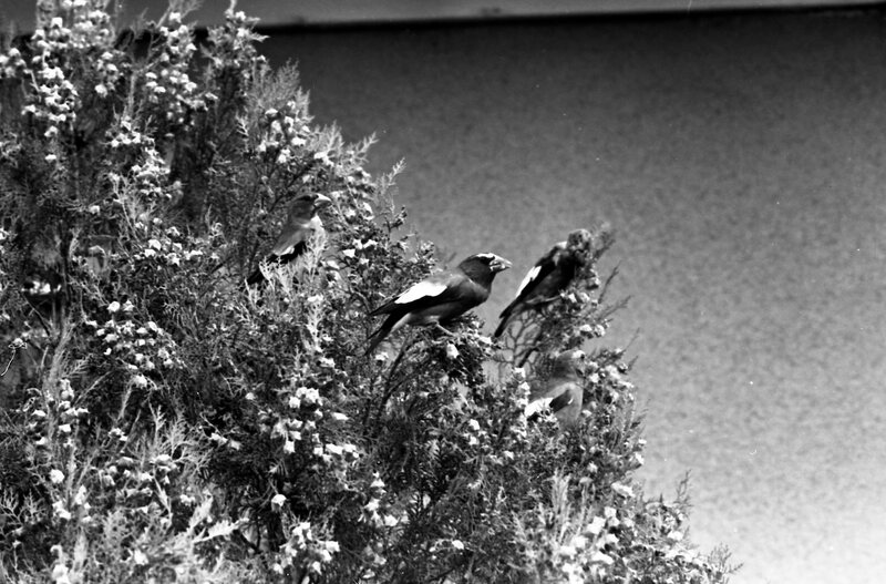 1977 Birds, Migratory 03