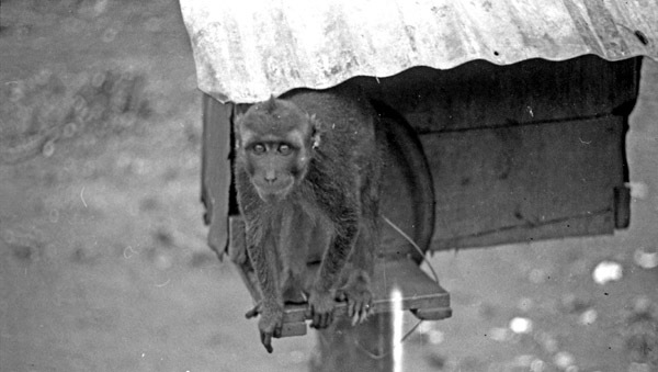 A monkey, named Jocko, sitting on a ledge of a small habitat that is raised off of the ground by a wooden pole.
