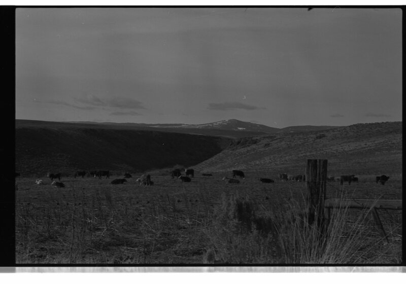 1989 Livestock, Cattle 02