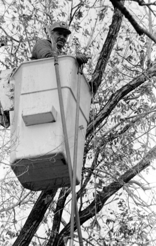 1988 Employee, Tree Trimming 03