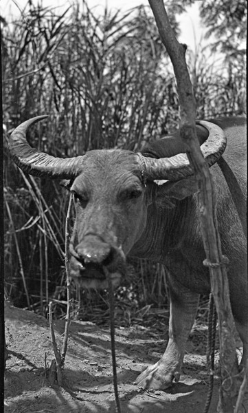 Binmaley, Carabao