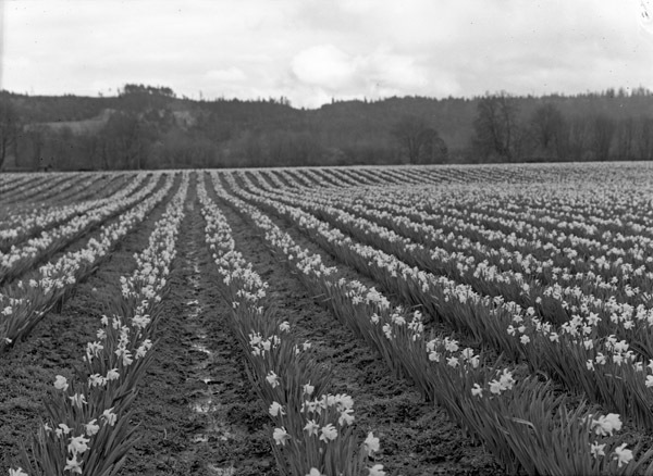 Farm, Daffodils 2