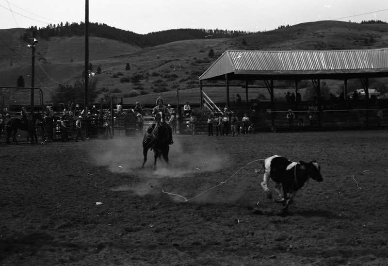1981 Rodeo, Calf Roping 12