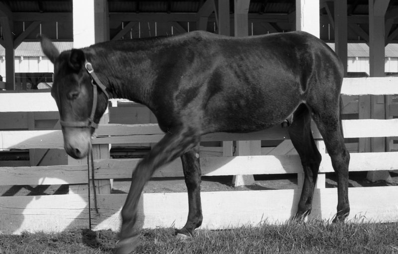 1981 Mule Rodeo, Pack Mule 03