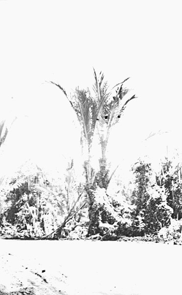 Dobodura Palm Trees 4