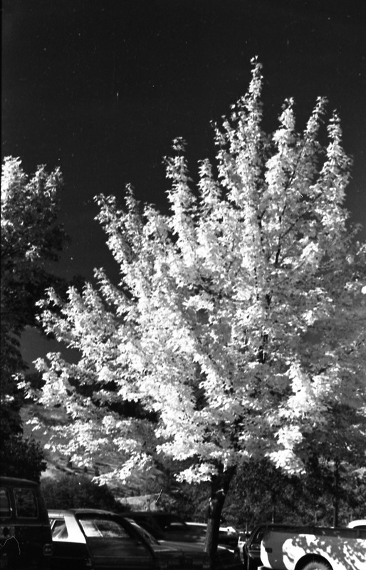 1977 Campus Tree 1
