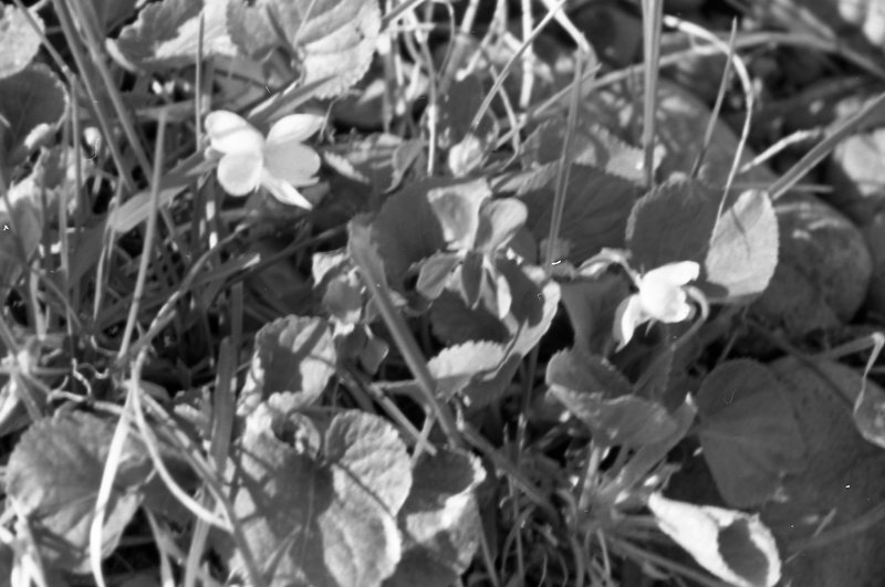 1985 Flowers 01