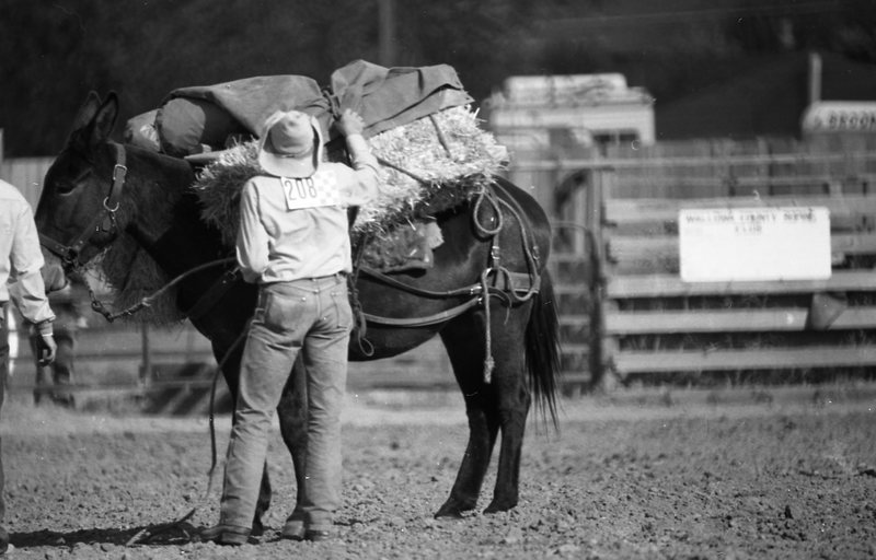 1981 Mule Rodeo, Pack Mule 02