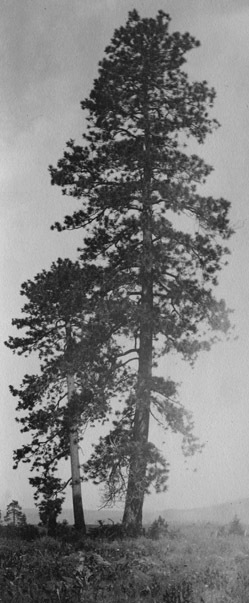 Oregon, Trees 1