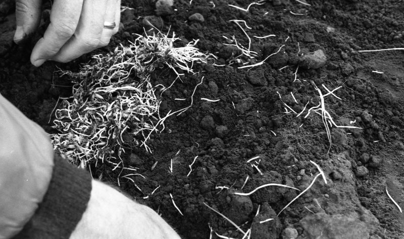1980 Agriculture Study 14