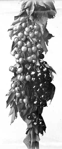Cove, Cherry Fair Cherries 1