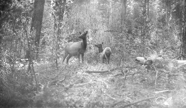Idaho, Elk 2