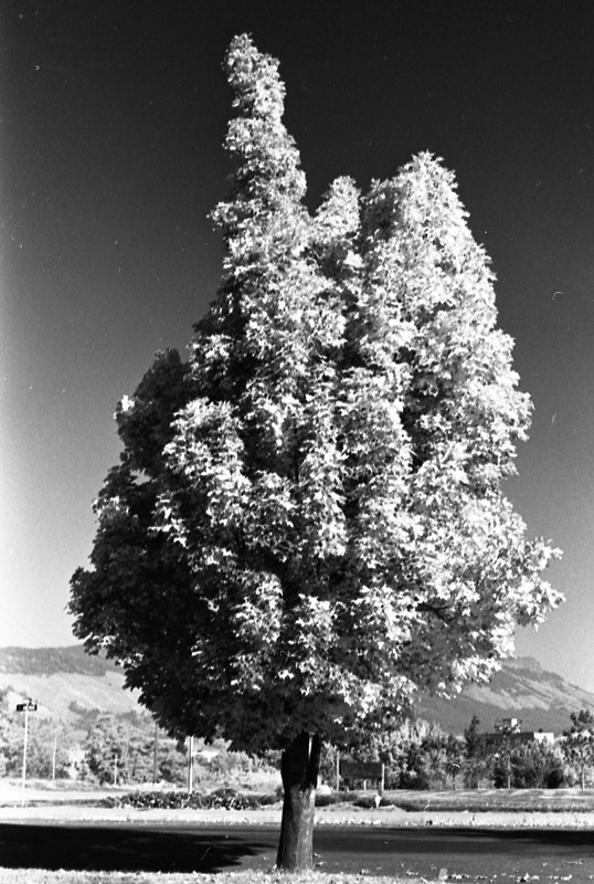 1977 Campus Tree 2