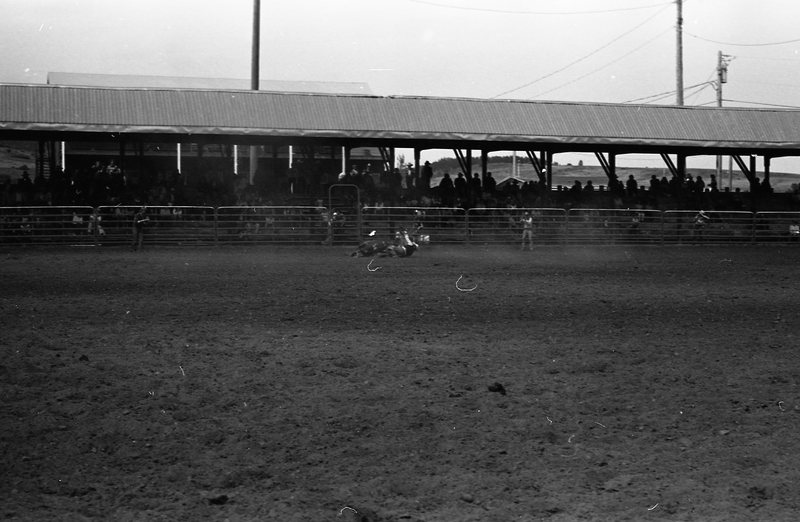 1981 Rodeo, Bulldogging 04