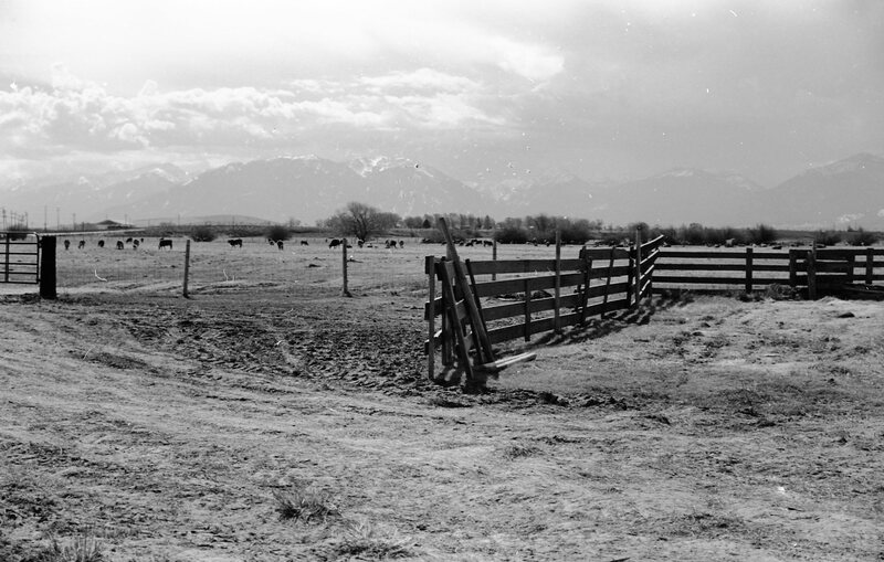 1978 Livestock, Cattle &amp; Pigs 03