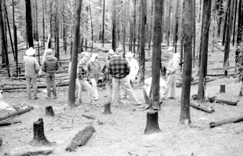 1987 Field Trip, Forest 11