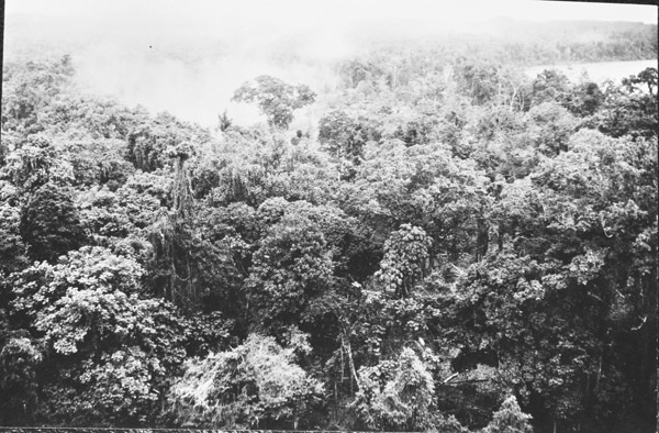 Aerial, Jungle