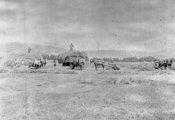 Farm, Haying Operation 2