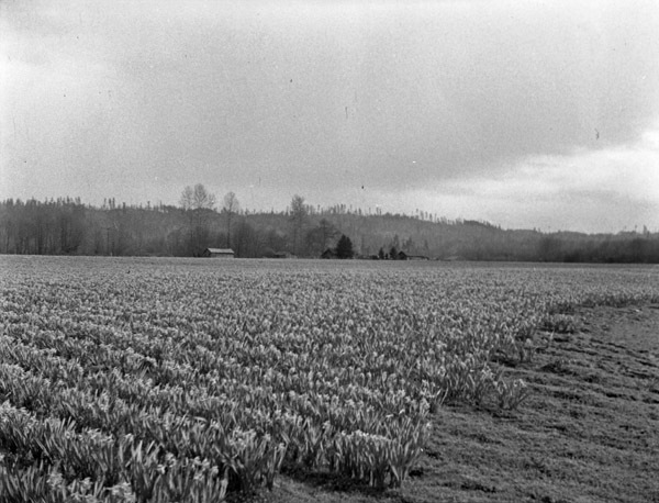 Farm, Daffodils 5