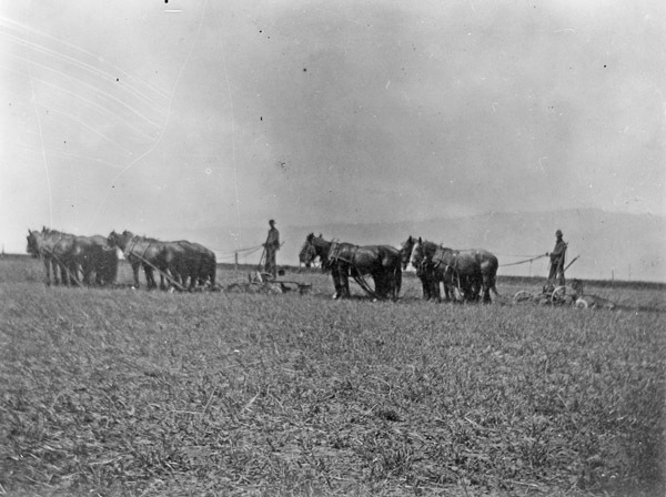 Farm, Plowing 1