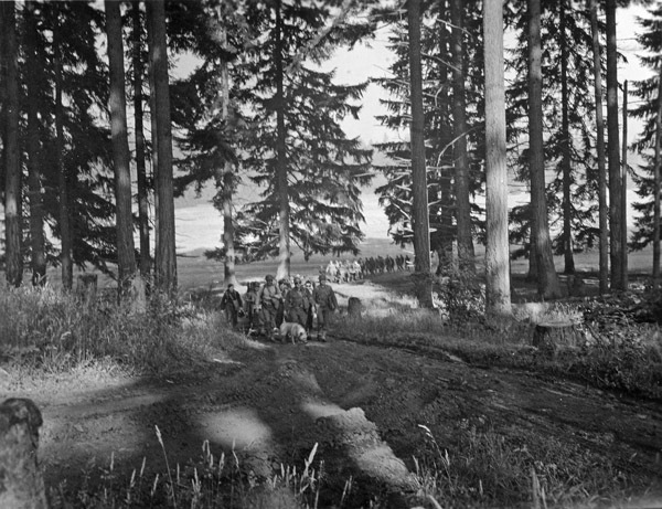 Dozens of soldiers walking in a line along a dirt path in an area surrounded by tall trees.  There is a dog with the men in the front.  