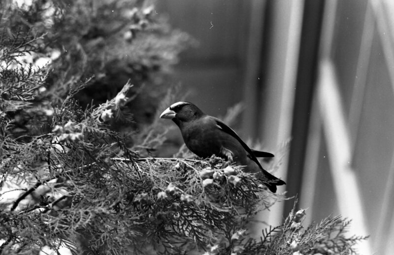 1977 Birds, Migratory 08