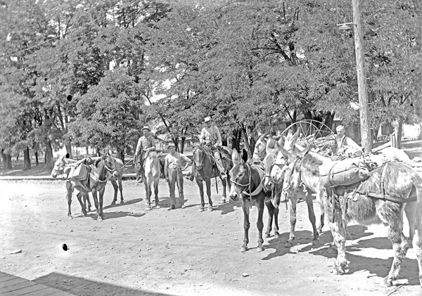 Cove, Pack Mules 1