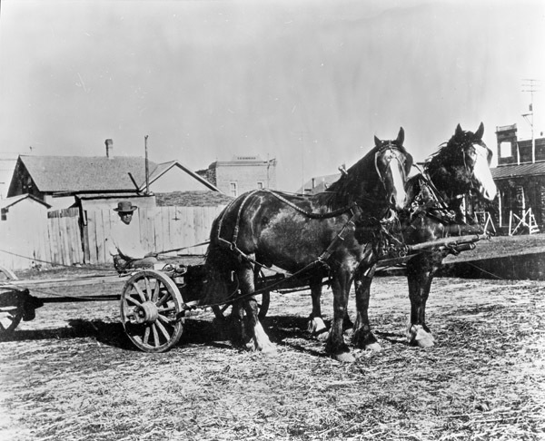 Elgin, Horse Team &amp; Driver