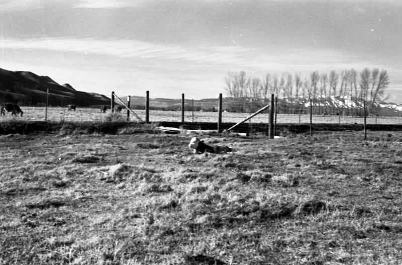 1978 OSU Union Experimental Field Station, Livestock 08<br /><br />
<br /><br />
