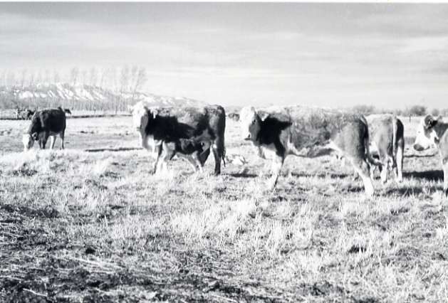 1978 OSU Union Experimental Field Station, Livestock 03