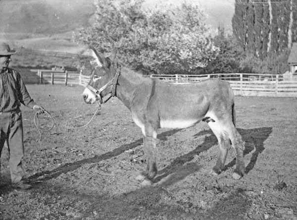 La Grande, Donkey