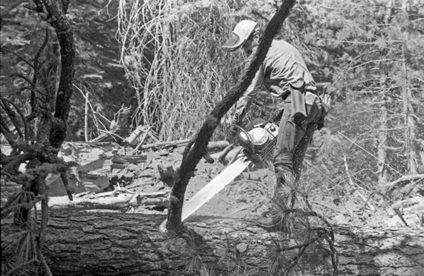 California, Sierras Logger 4