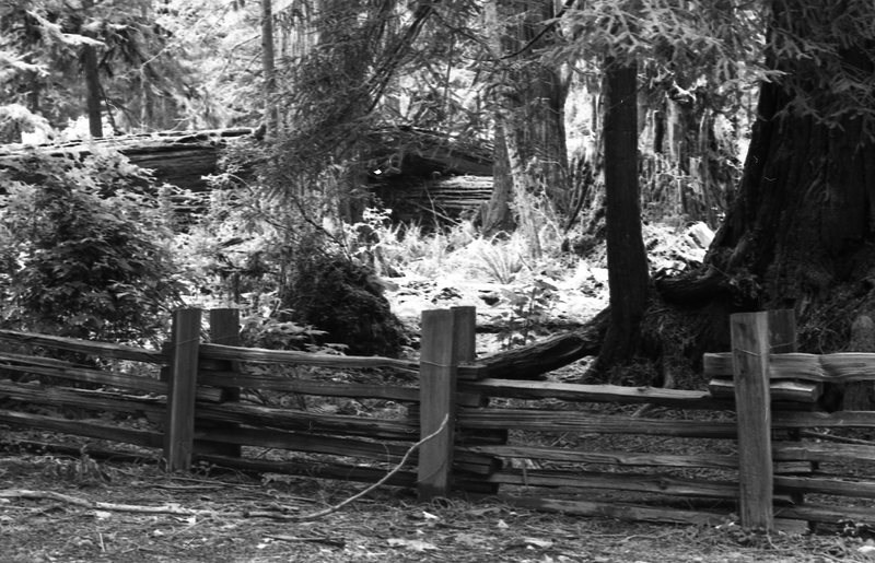 1980 Redwoods 03