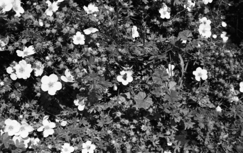 1981 Flowers 02