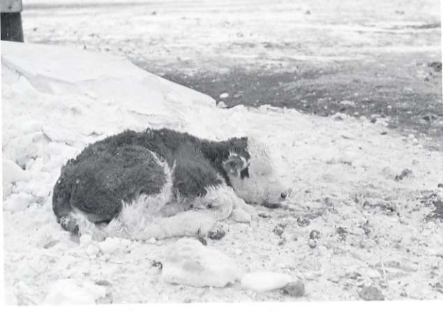 1979 Livestock, Calf