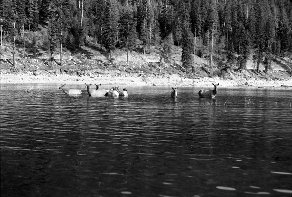 Wallowa Lake, Elk 4