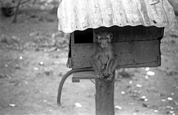 A monkey, named Jocko, sitting on a ledge of a small habitat that is raised off of the ground by a wooden pole.