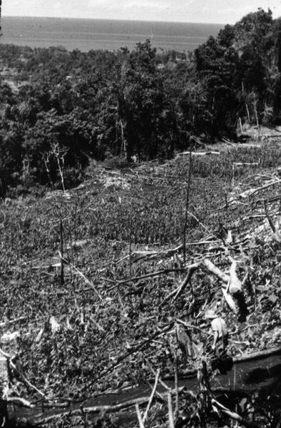 Finchhaffen Taro Plantation 2