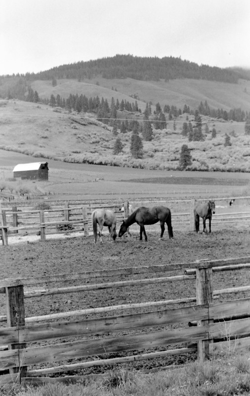 1986 Livestock, Horses 01